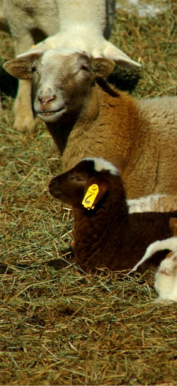 Lambs in spring sunshine